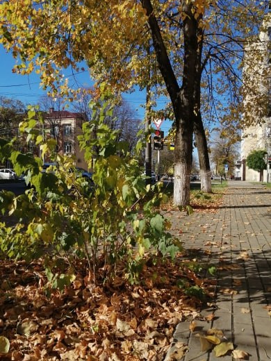 Отличная погода, чтобы отметить праздник прогулкой по Майкопу! Отличная погода, чтобы отметить праздник прогулкой по Майкопу!
