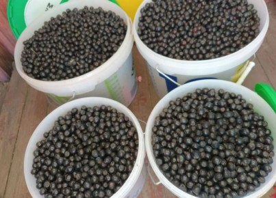 Почему дачные ягоды остались на кустах: нестабильный спрос и экономические реалии