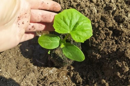 Ошибки при высадке рассады огурцов