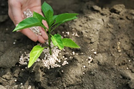 Почему некоторые растения не переносят дрожжи: стоит ли рисковать урожаем?