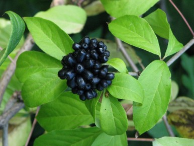 Очарование акантопанакса сидячецветкового