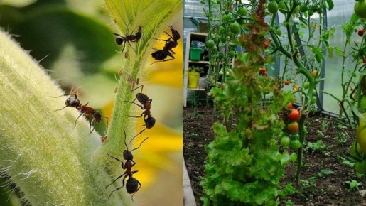 Эффективная борьба с муравьями в теплице: простые натуральные методы