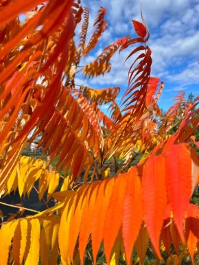 Золотая осень в Майкопе. Екатерина Нужная, Елена Юсеф/Советская Адыгея