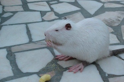 Итальянская белая нутрия: секреты успешного разведения и отличия от азербайджанских сородичей