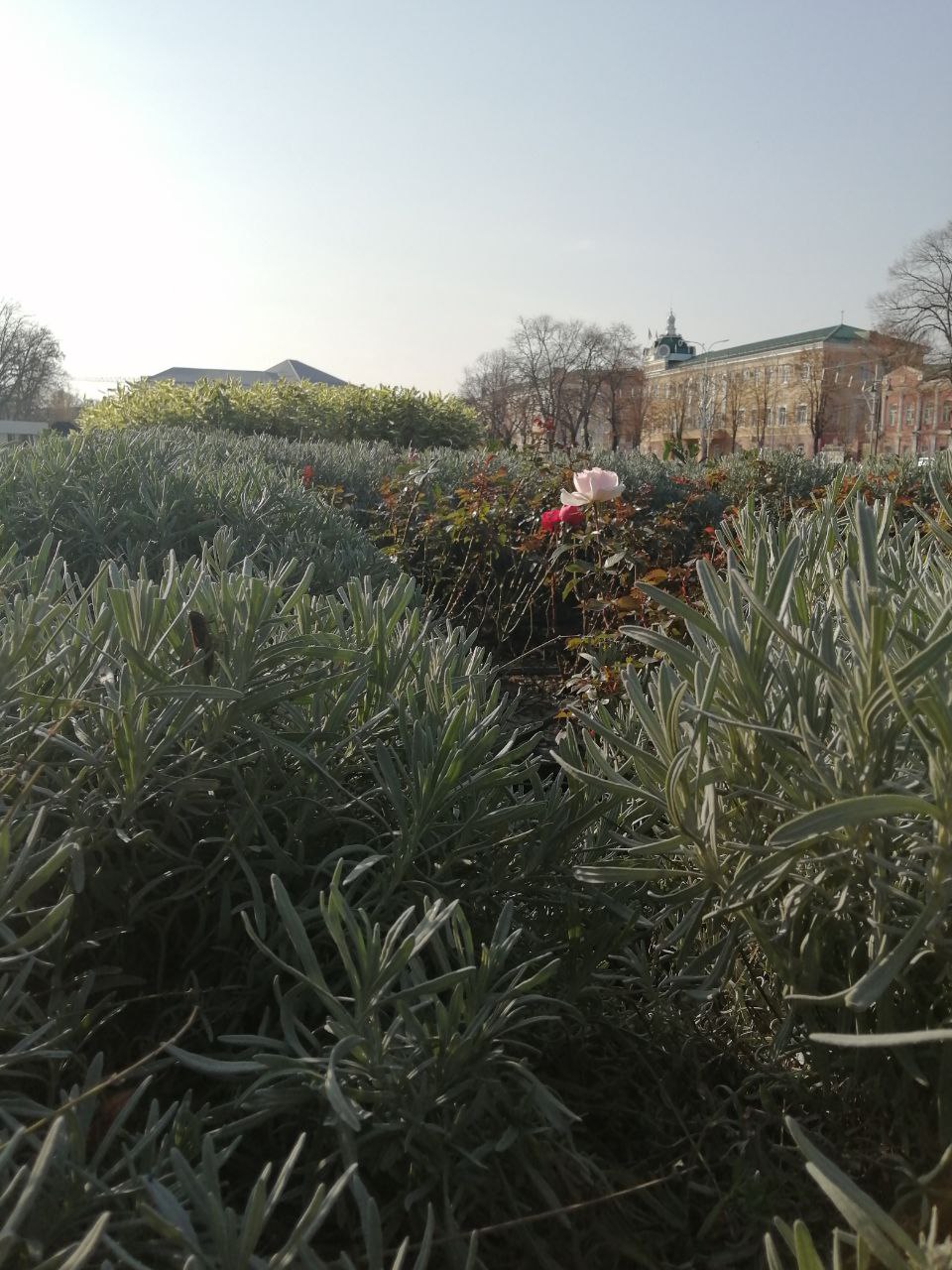 Отличная погода, чтобы устроить прогулку по Майкопу в воскресенье! Отличная погода, чтобы устроить прогулку по Майкопу в воскресенье!