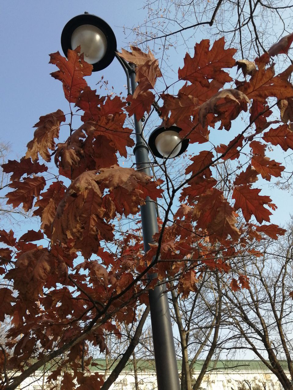 Отличная погода, чтобы устроить прогулку по Майкопу в воскресенье! Отличная погода, чтобы устроить прогулку по Майкопу в воскресенье!