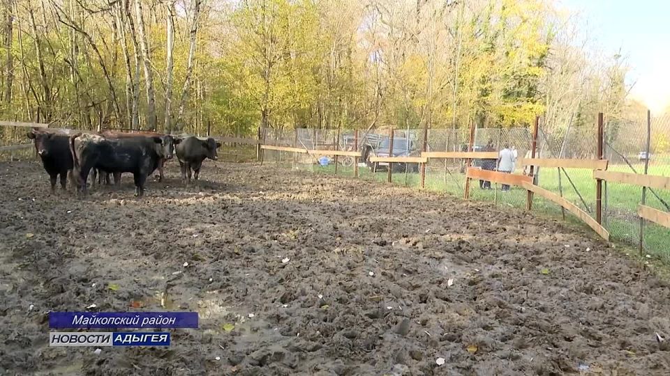 Бродячий скот остается проблемой