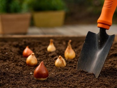 Как избежать распространенных ошибок при посадке луковичных: секреты успешного цветения