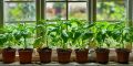 Как вырастить рассаду баклажанов и перцев: секреты успешного садоводства