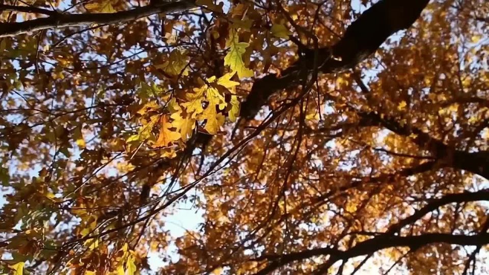 Доброе утро, Адыгея!. Погода в республике сегодня, 11 ноября