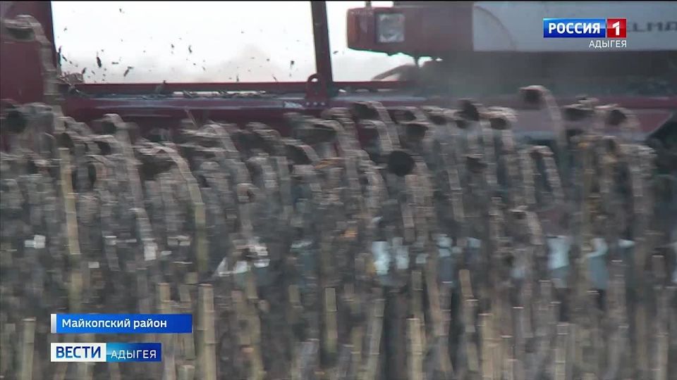 В Адыгее завершается уборка подсолнечника