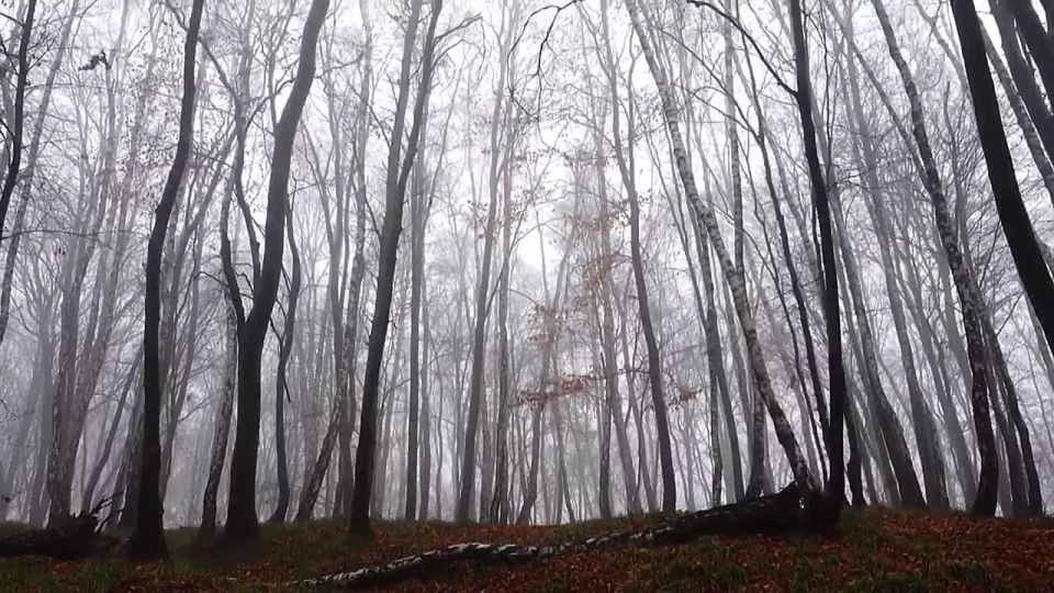 Доброе утро, Адыгея!. Погода в республике сегодня, 12 ноября