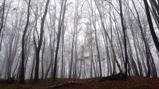Доброе утро, Адыгея!. Погода в республике сегодня, 12 ноября