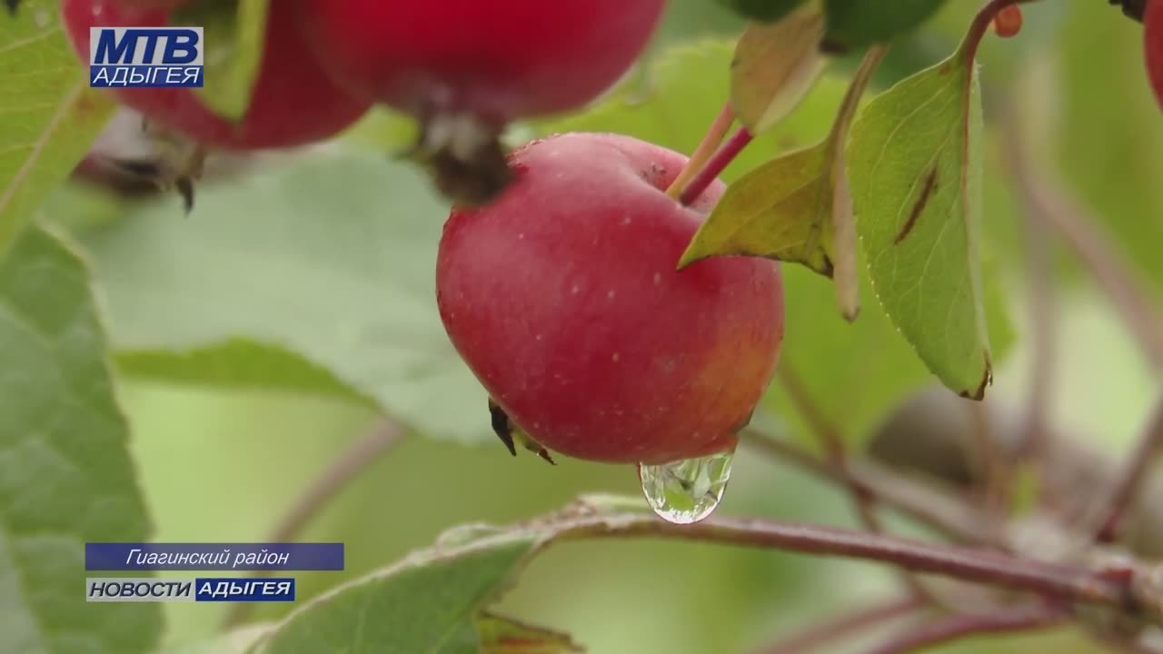 Благодаря господдержке в хозяйстве Гиагинского района закладывают ещё один яблоневый сад интенсивного типа