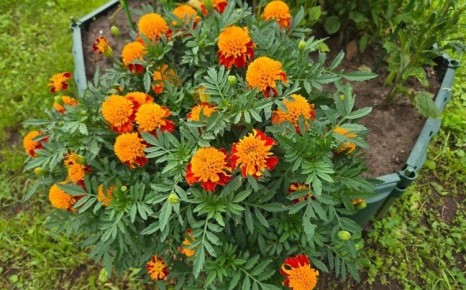 Как бархатцы становятся секретным оружием для улучшения почвы в огороде