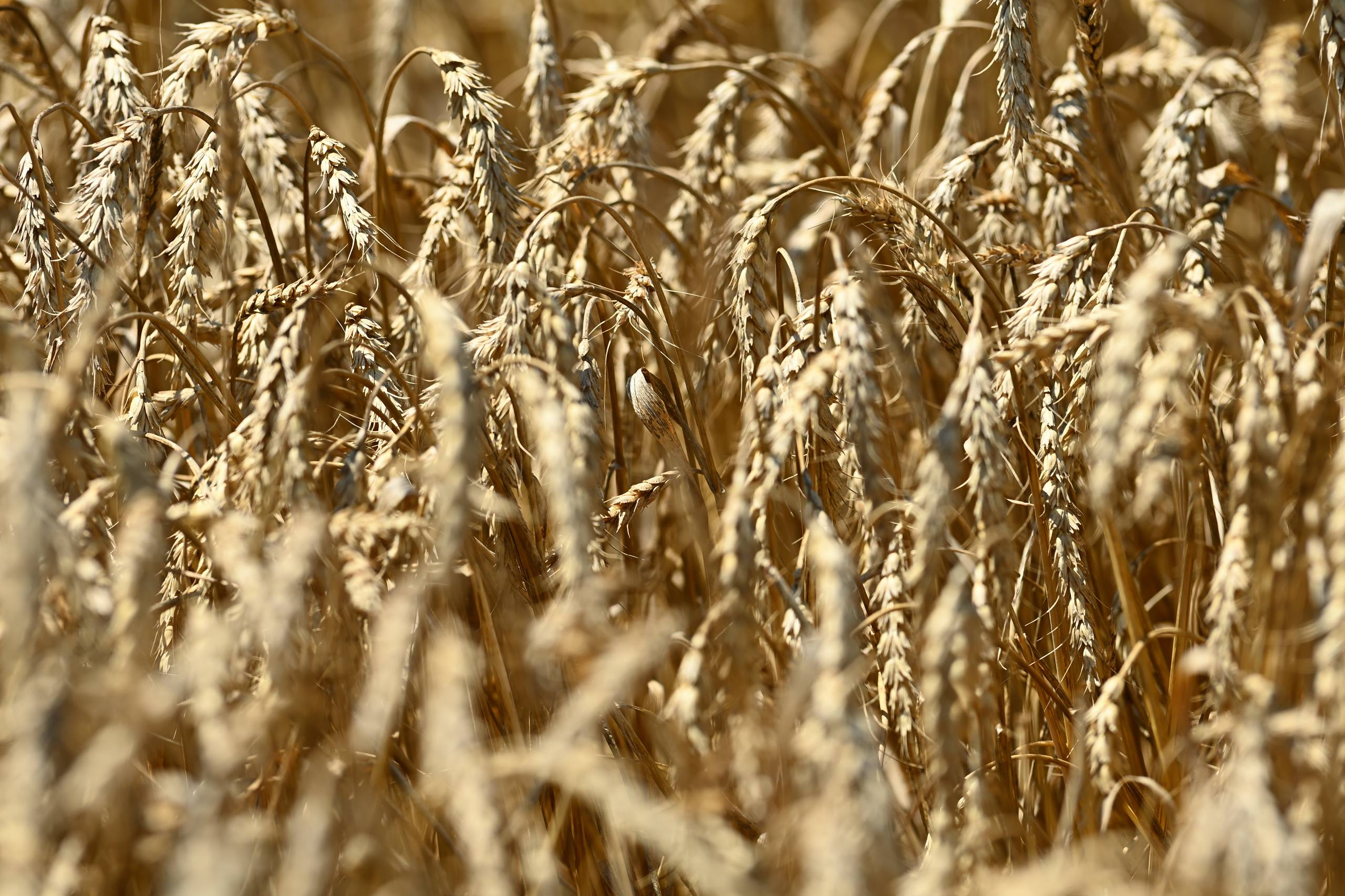 Мурат Кумпилов: Подходит к завершению ещё один сельскохозяйственный год