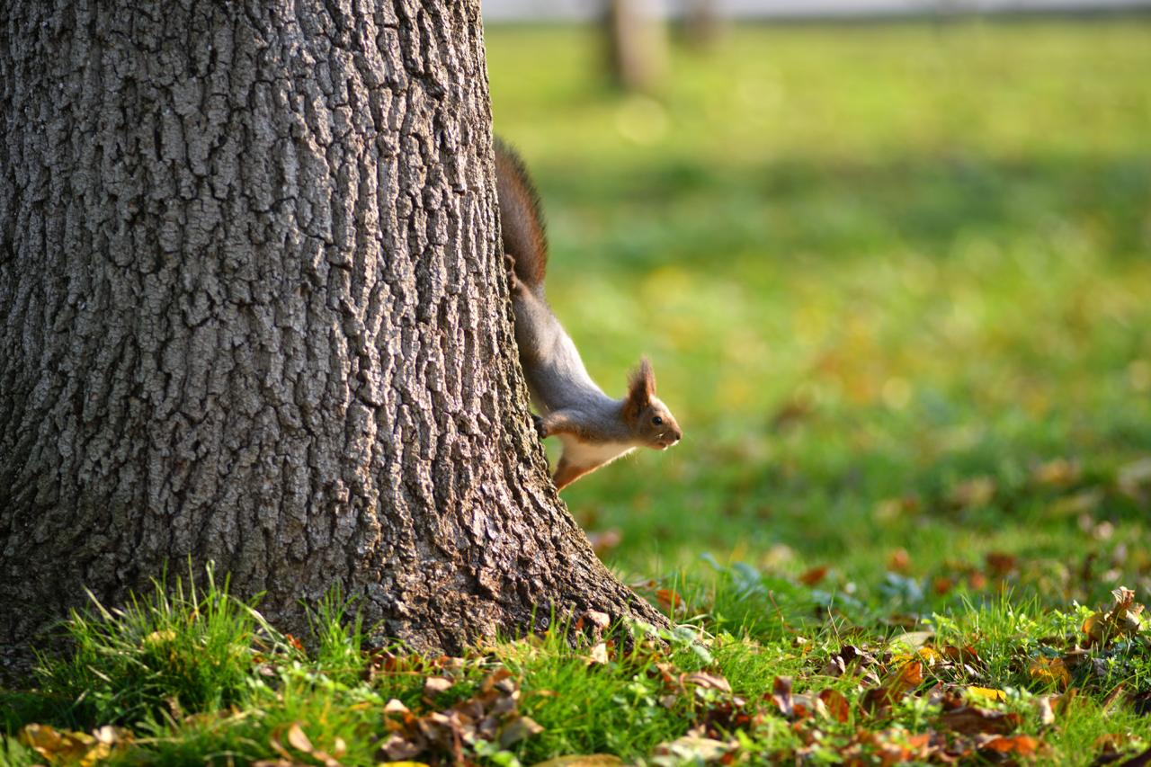 Пушистые обитатели городского парка в объективах майкопчан Пушистые обитатели городского парка в объективах майкопчан