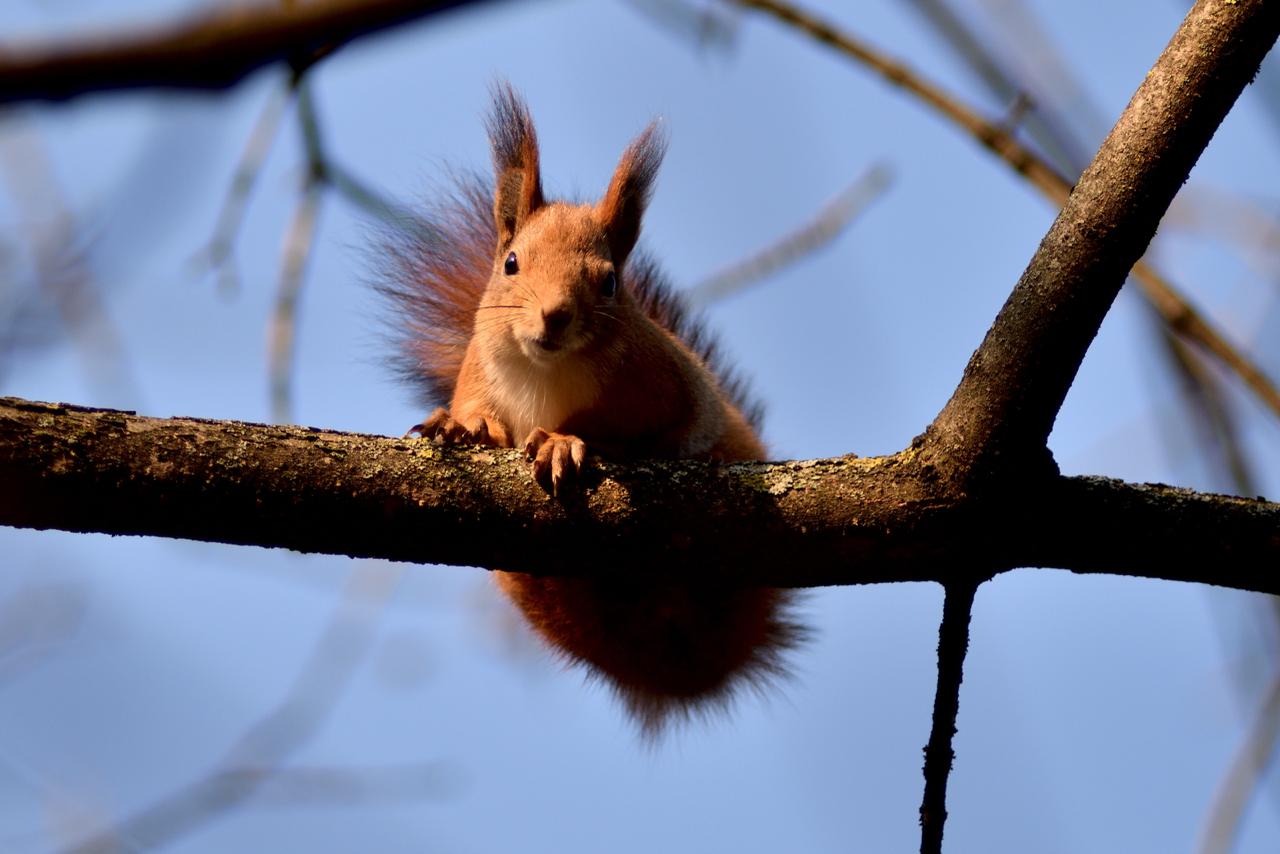 Пушистые обитатели городского парка в объективах майкопчан Пушистые обитатели городского парка в объективах майкопчан