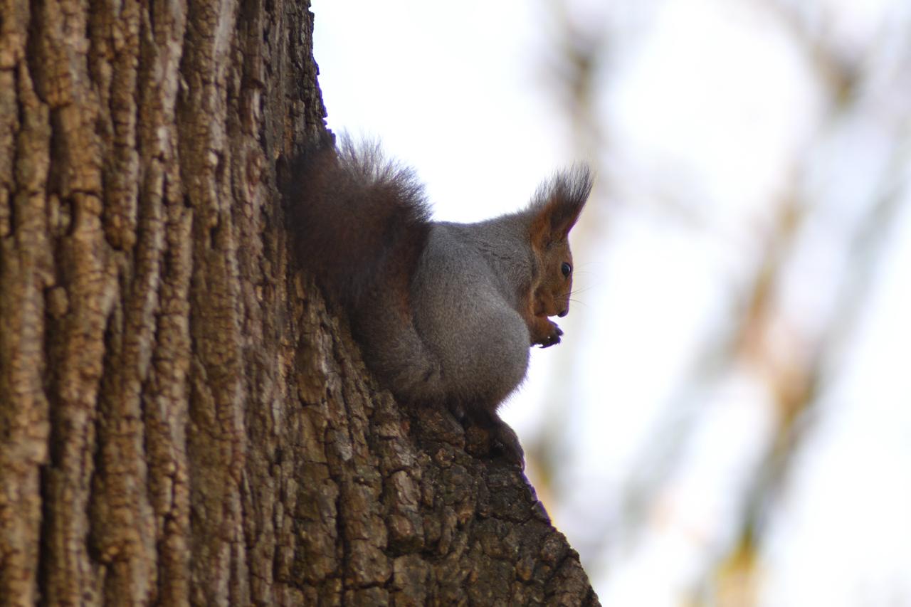 Пушистые обитатели городского парка в объективах майкопчан Пушистые обитатели городского парка в объективах майкопчан