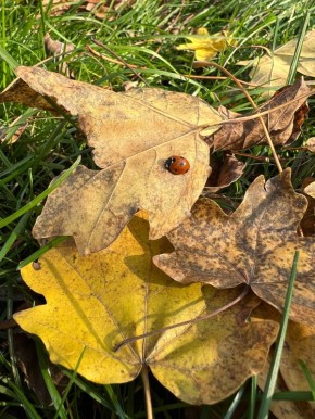    .      +8 +13 C.  1  2 /