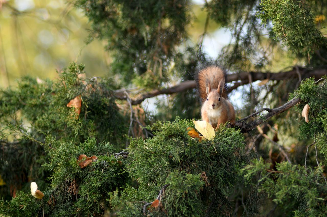 Пушистые обитатели городского парка в объективах майкопчан