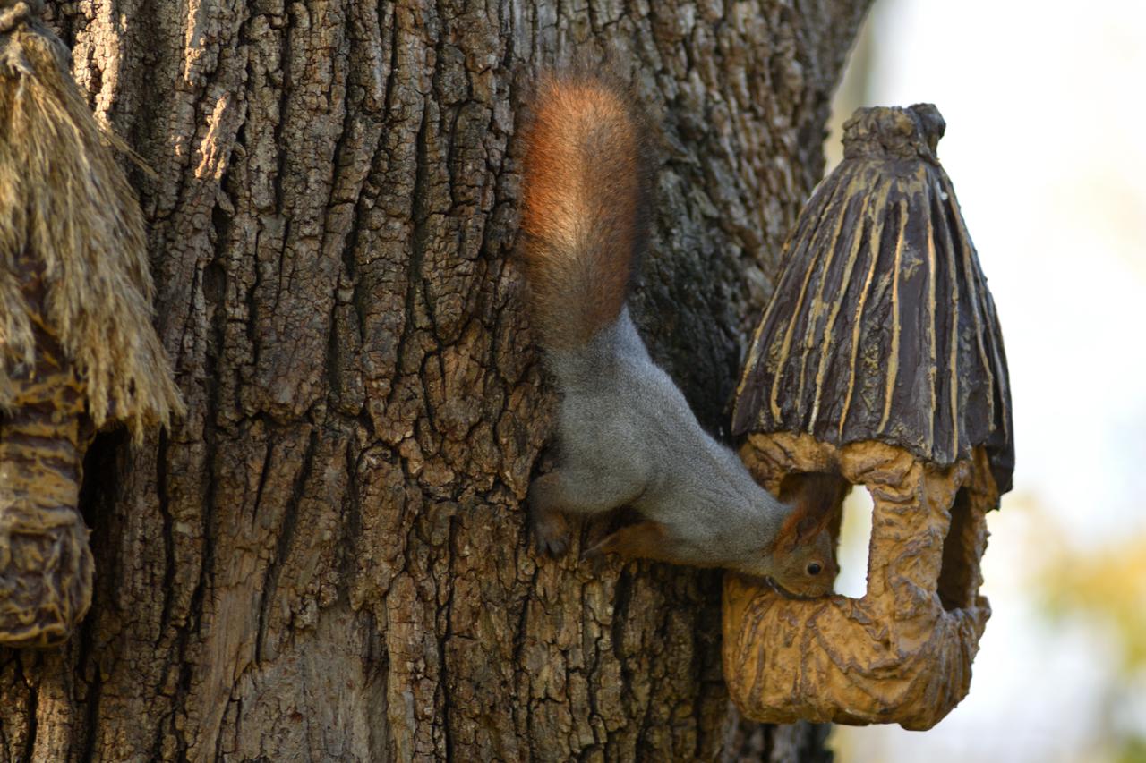 Пушистые обитатели городского парка в объективах майкопчан Пушистые обитатели городского парка в объективах майкопчан