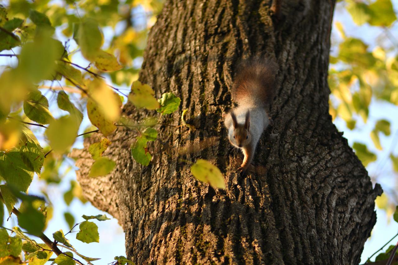 Пушистые обитатели городского парка в объективах майкопчан Пушистые обитатели городского парка в объективах майкопчан
