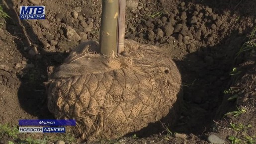 Майкоп присоединился к Всероссийской акции «Сохраним лес» национального проекта «Экологическое благополучие»