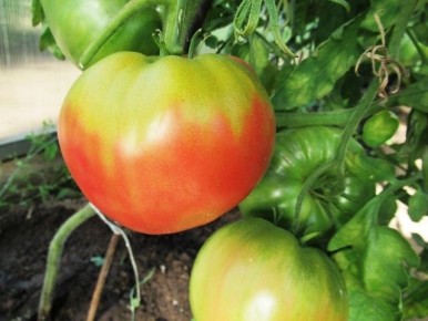 Почему у томатов появляются желтые плечики: 6 неожиданных причин