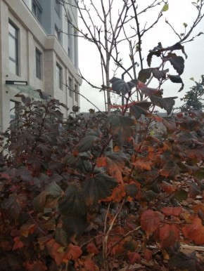 Середина ноября в Майкопе. И отличная погода для этого времени года!