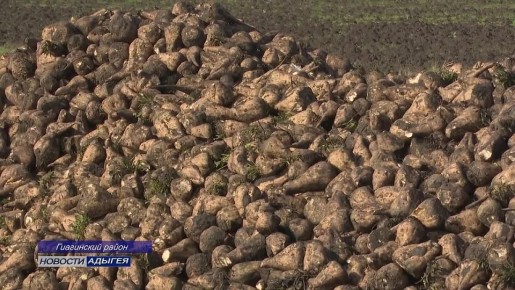 На землях сельхозпредприятия «Краснодарагроальянс» в Красногвардейском районе идет уборка сахарной свеклы и кукурузы