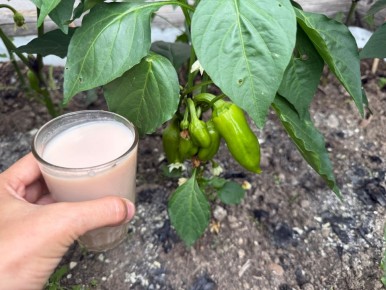 Как вернуть жизнь вашим овощам: эффективные советы для июля