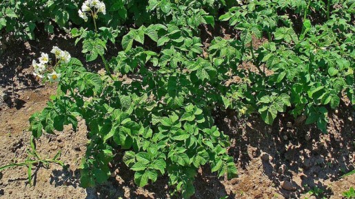 Почему важна севооборот в картофельном деле