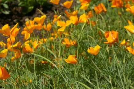 Однолетние цветы: идеальные варианты для вашего цветника в 2025 году