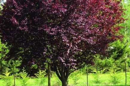 Слива Нигра: как вырастить настоящую садовую жемчужину