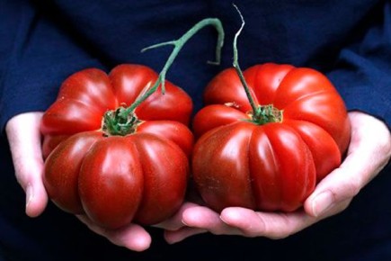 Томаты Нина: Маленькие секреты успешного выращивания и незабываемый вкус