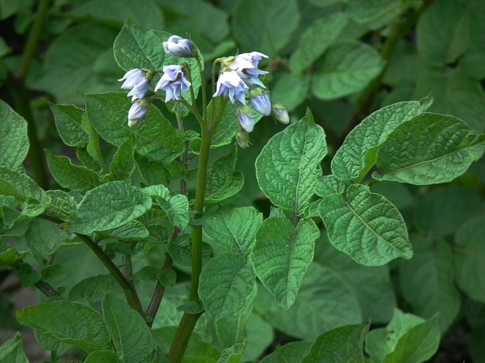 Как соседи на огороде могут повлиять на успех вашего картофеля