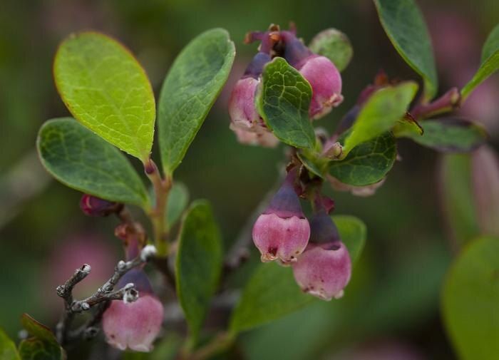 Розовая голубика: уникальная ягода с удивительными свойствами