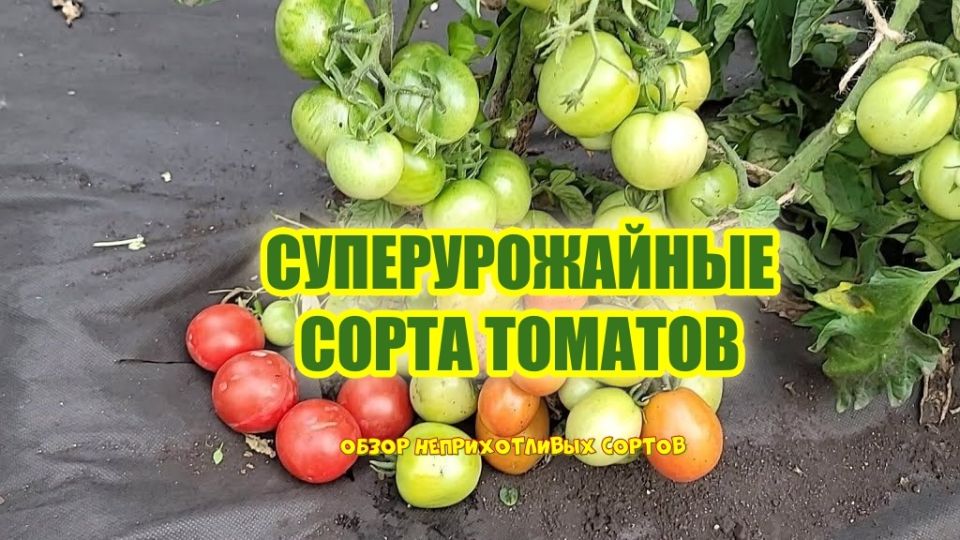 Легкий огород: 5 сортов томатов, которые порадуют урожаем без лишних усилий