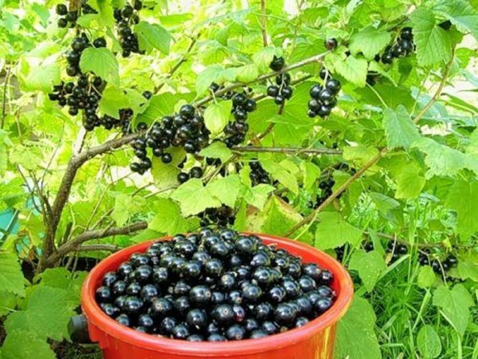 Секреты успешного роста: чего избегают крыжовник и черная смородина