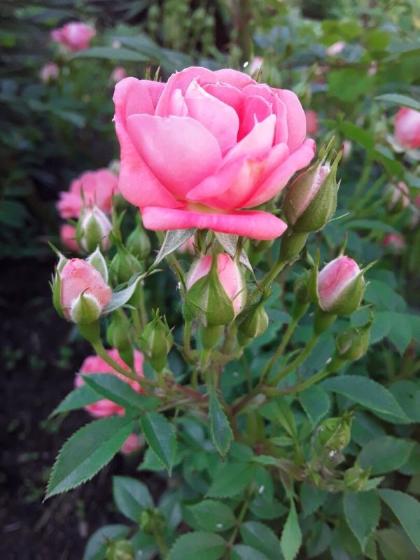 Как почвопокровная роза Ferdy становилась звездой сада