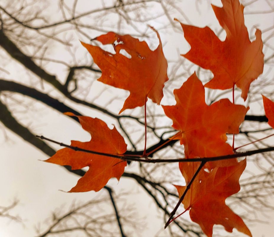 Сегодня в Адыгее облачно. Температура воздуха в равнинной части +9… +15 °C. Ветер 1 — 2 м/с