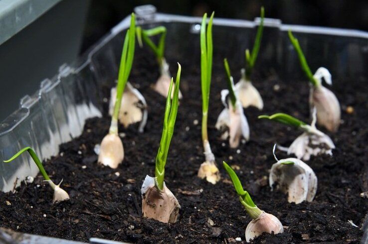 Секреты успешного выращивания чеснока на подоконнике зимой