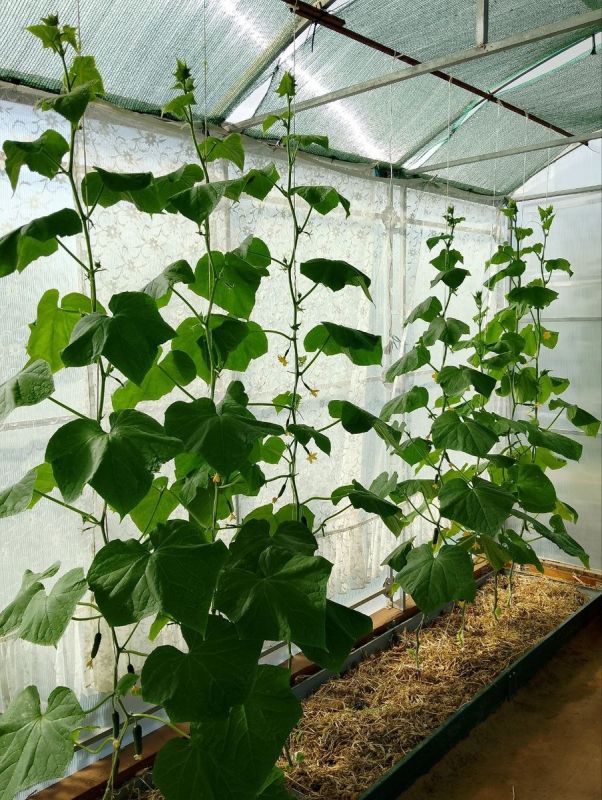 Тайны борьбы с сорняками: секреты, которые изменят ваш огород