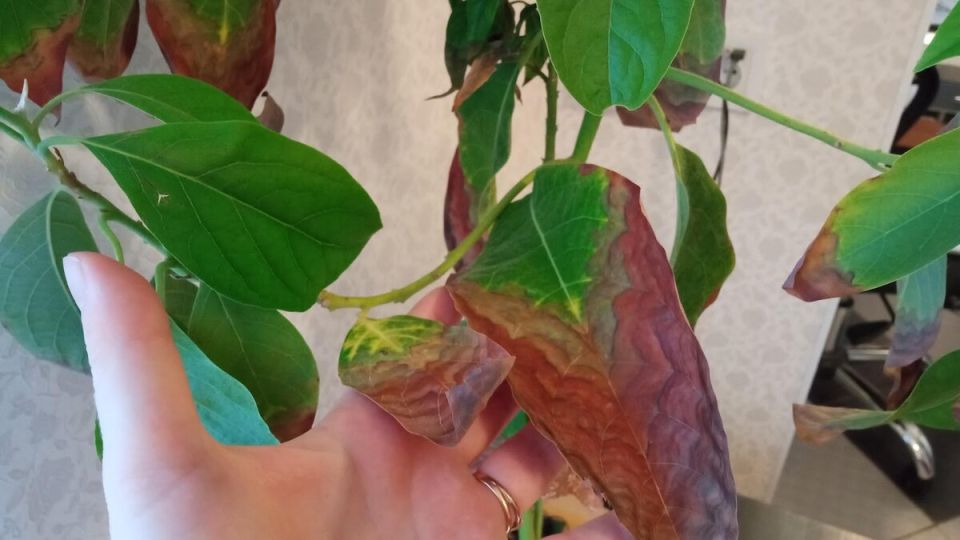 Как избежать неловких моментов при неожиданном визите гостей