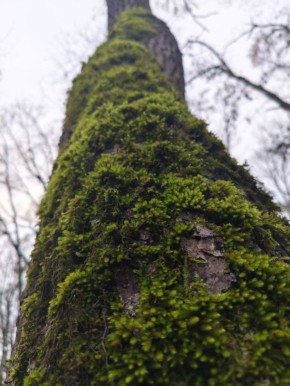Погода в Майкопе на 25 ноября: