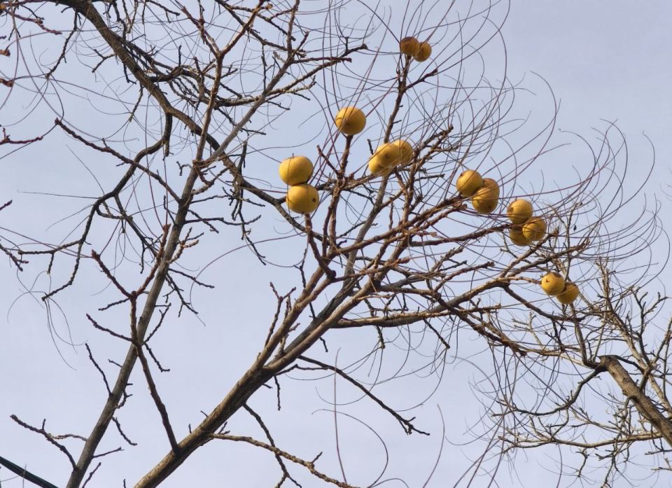 Сегодня в Адыгее облачно с прояснениями