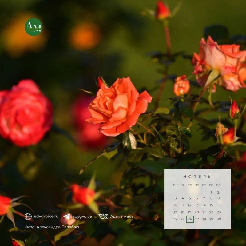 Доброе утро!. 26 ноября в Адыгее ожидается переменная облачность