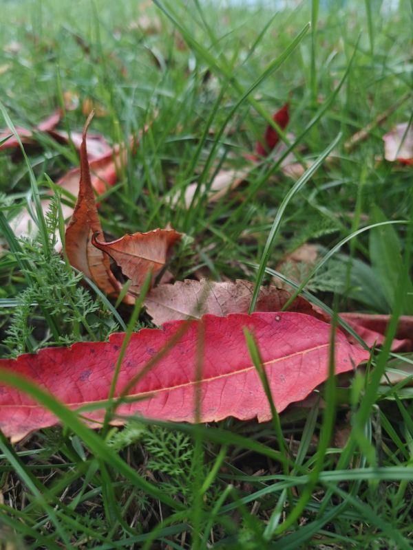 Погода в Майкопе на 27 ноября: