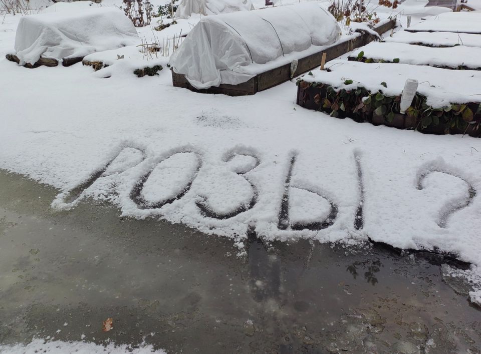 Как правильно укрывать розы: советы садоводов для успешной зимовки